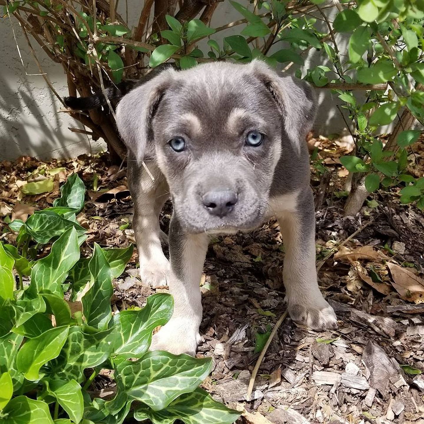Adopt a Pet: Blu